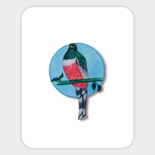 beautiful trogon or flag bird Sticker